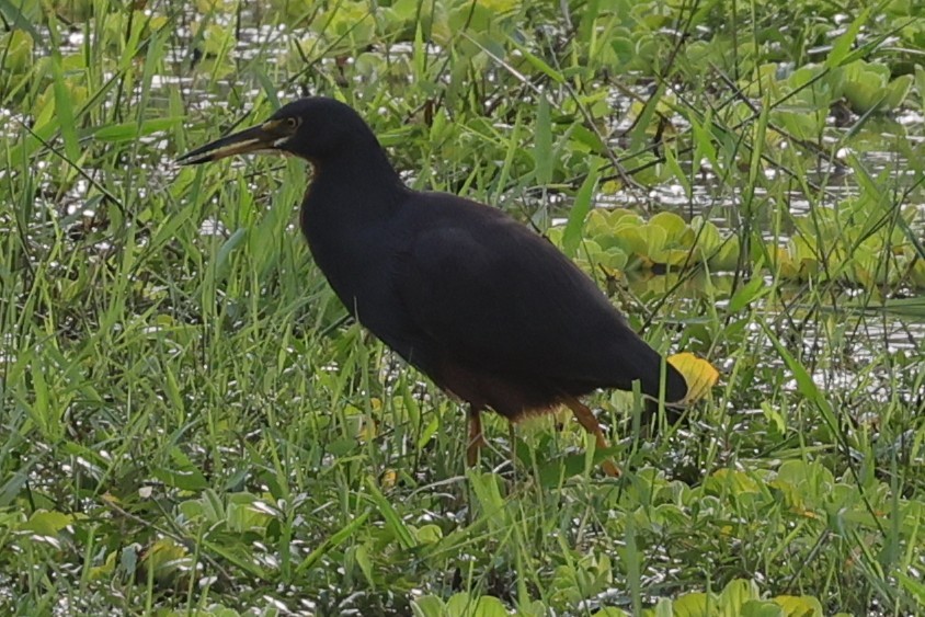 Rufous-bellied Heron - ML635457257