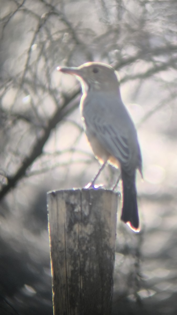 Great Shrike-Tyrant - ML635457302