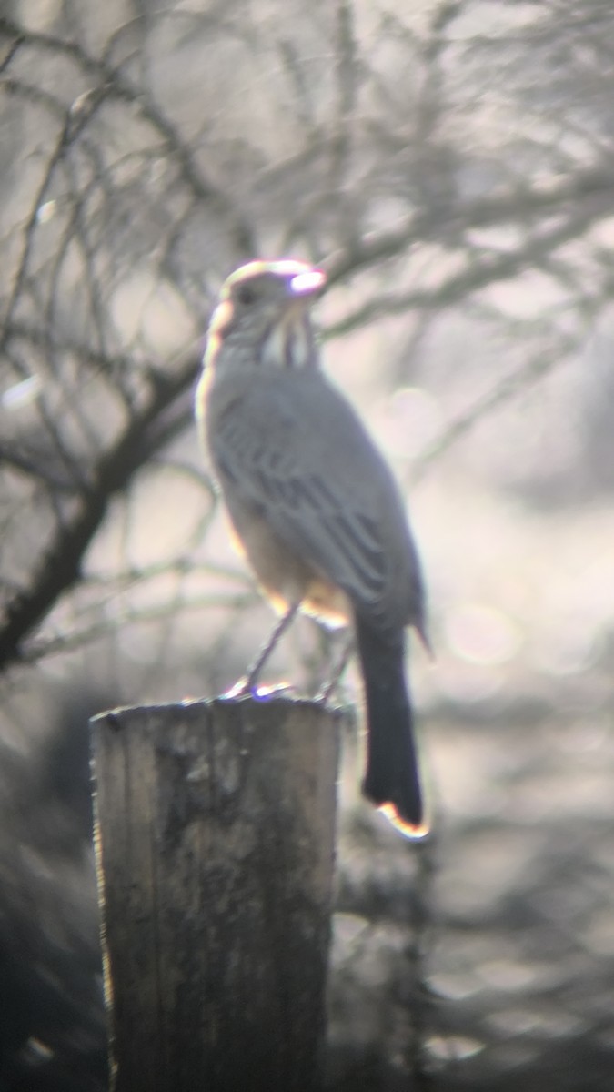 Great Shrike-Tyrant - ML635457303