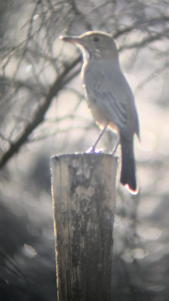Great Shrike-Tyrant - ML635457304