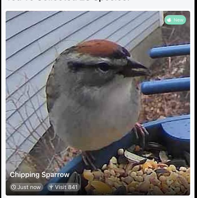 Chipping Sparrow - ML635457311