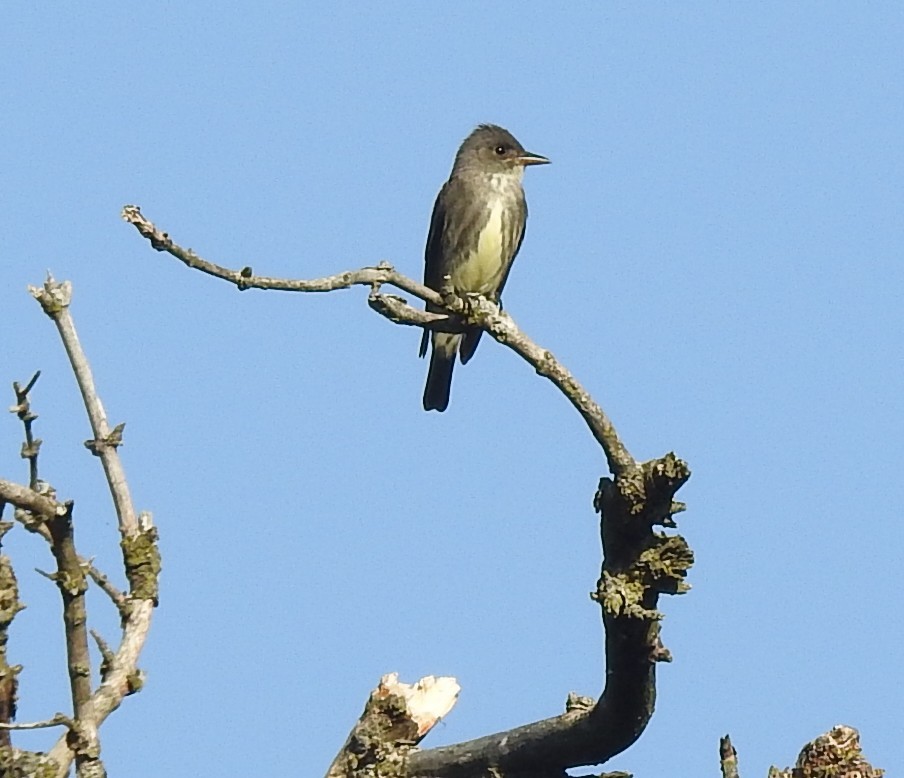 Olive-sided Flycatcher - ML635457328
