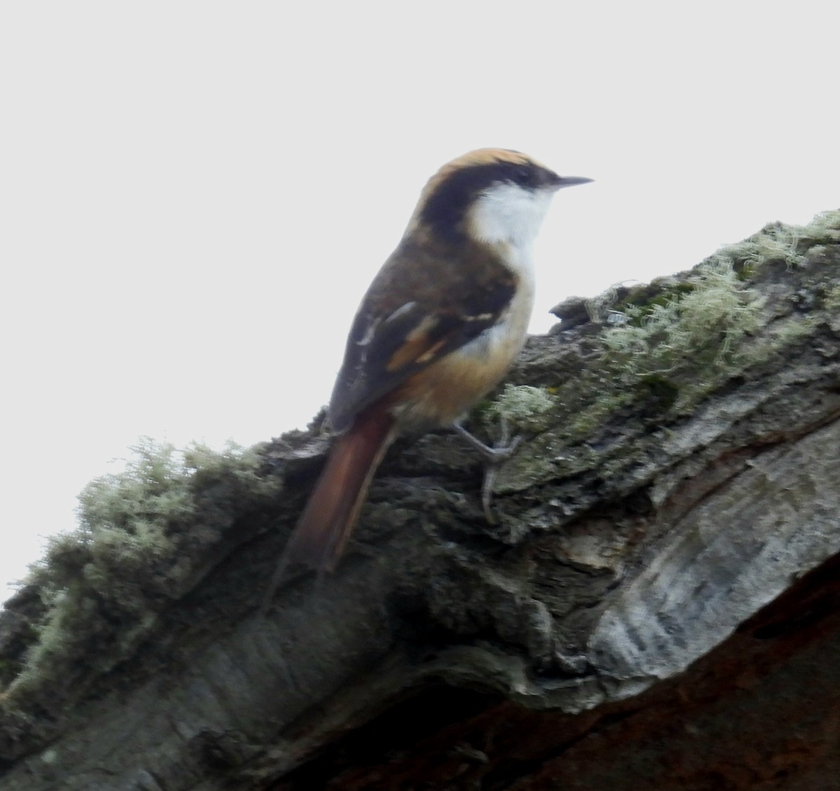 Thorn-tailed Rayadito - ML635457335