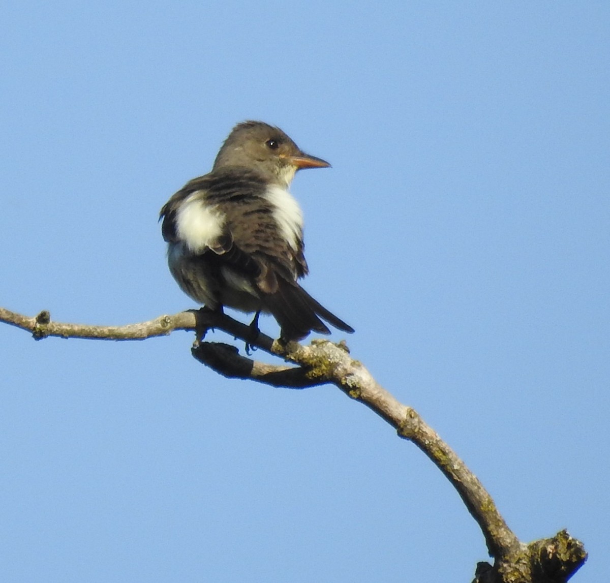 Olive-sided Flycatcher - ML635457337