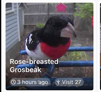 Rose-breasted Grosbeak - ML635457404