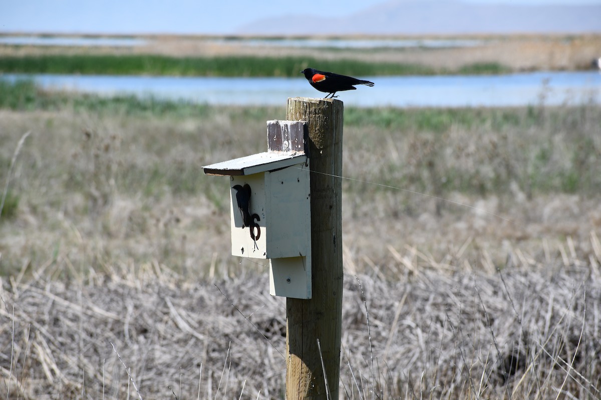 Red-winged Blackbird - ML635457422