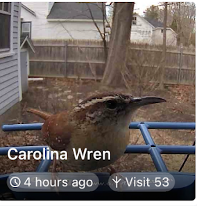 Carolina Wren - ML635457470