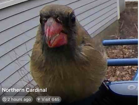 Northern Cardinal - ML635457548