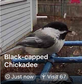 Black-capped Chickadee - ML635457687