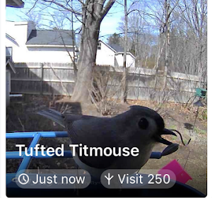 Tufted Titmouse - ML635457739