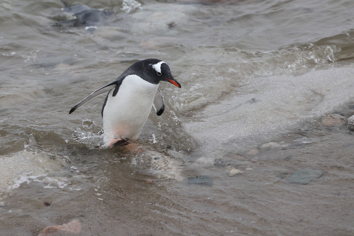 Gentoo Penguin - ML635457801