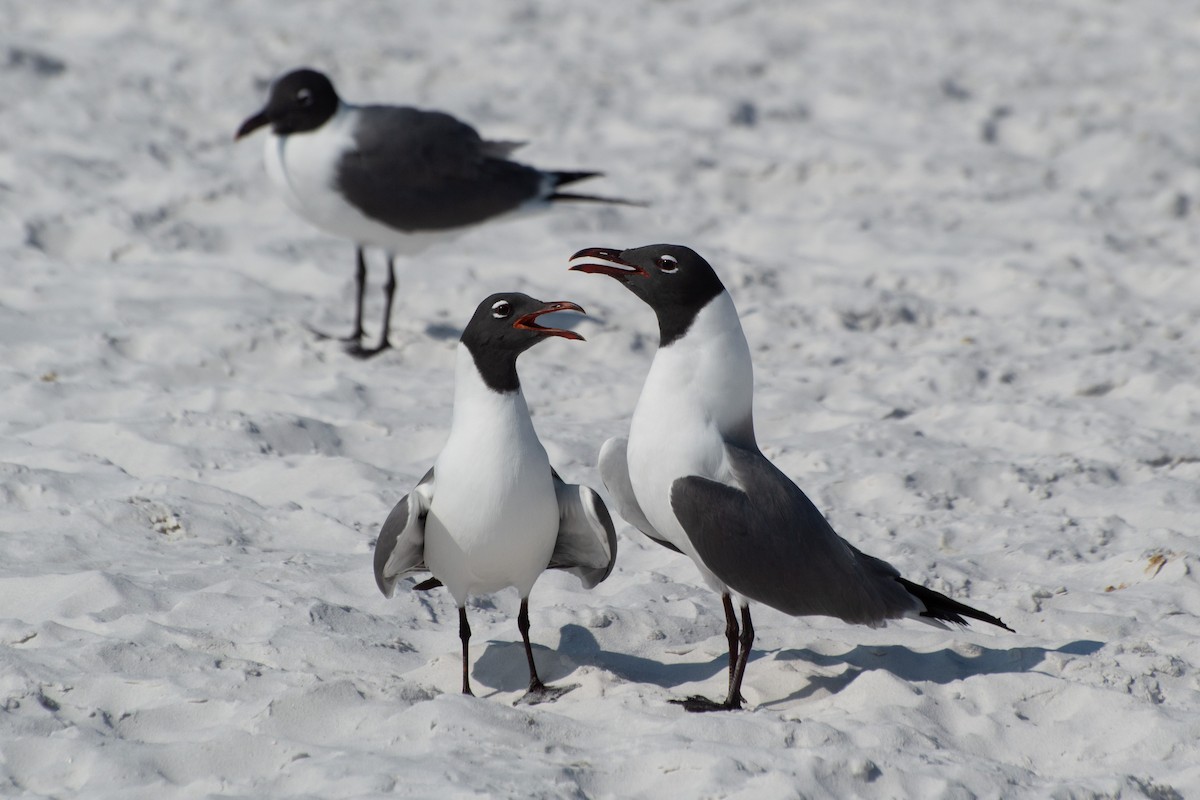 Laughing Gull - ML635457822