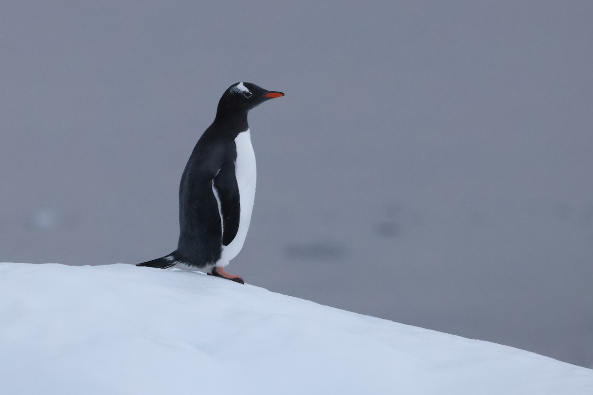Gentoo Penguin - ML635457860
