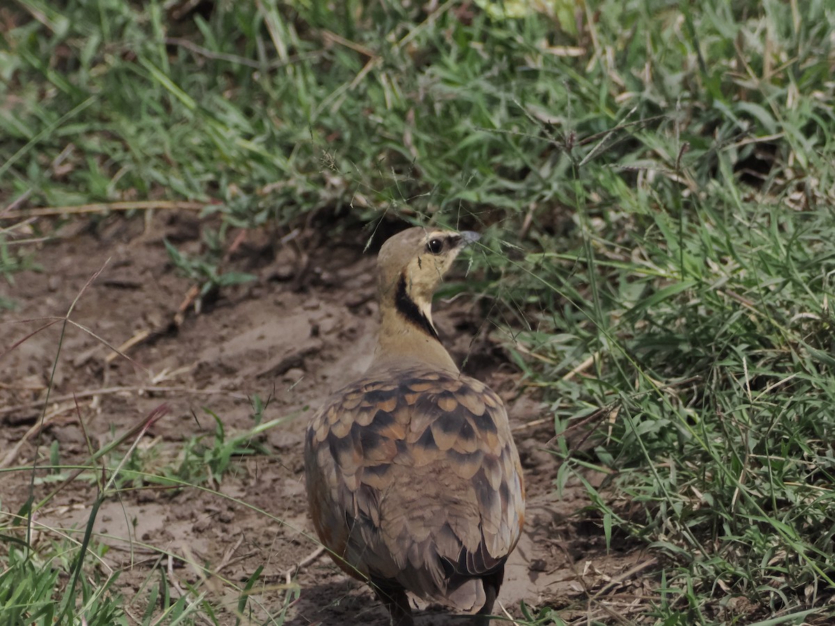Yellow-throated Sandgrouse - ML635457864