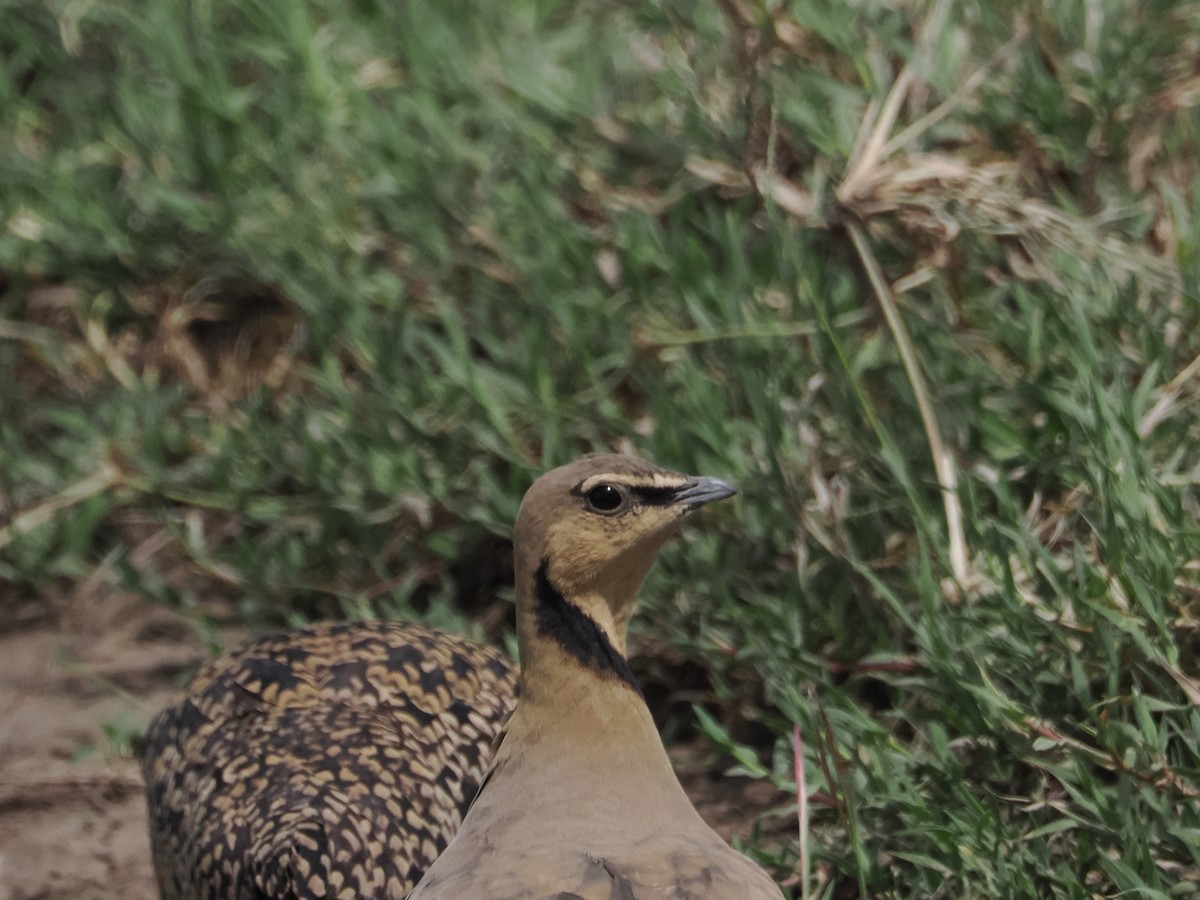 Yellow-throated Sandgrouse - ML635457865