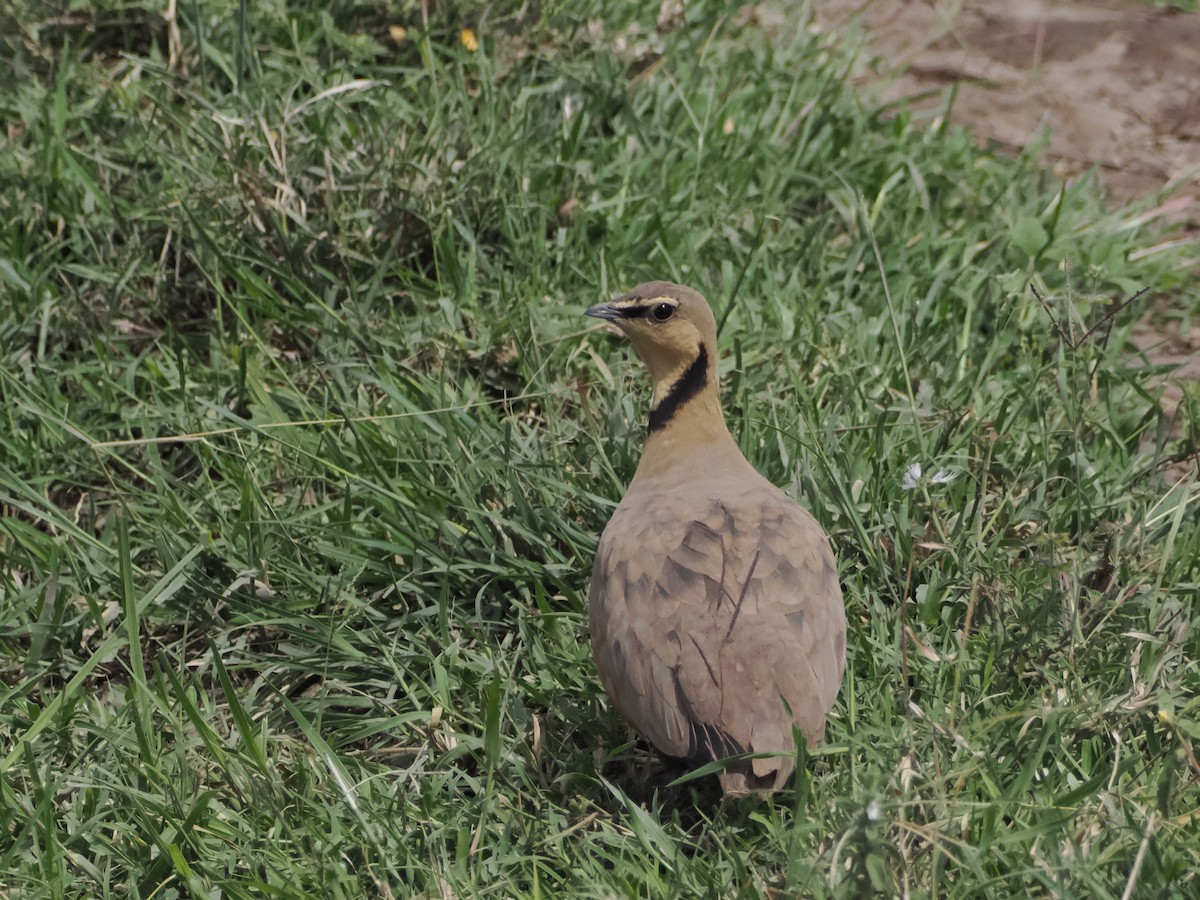 Yellow-throated Sandgrouse - ML635457866