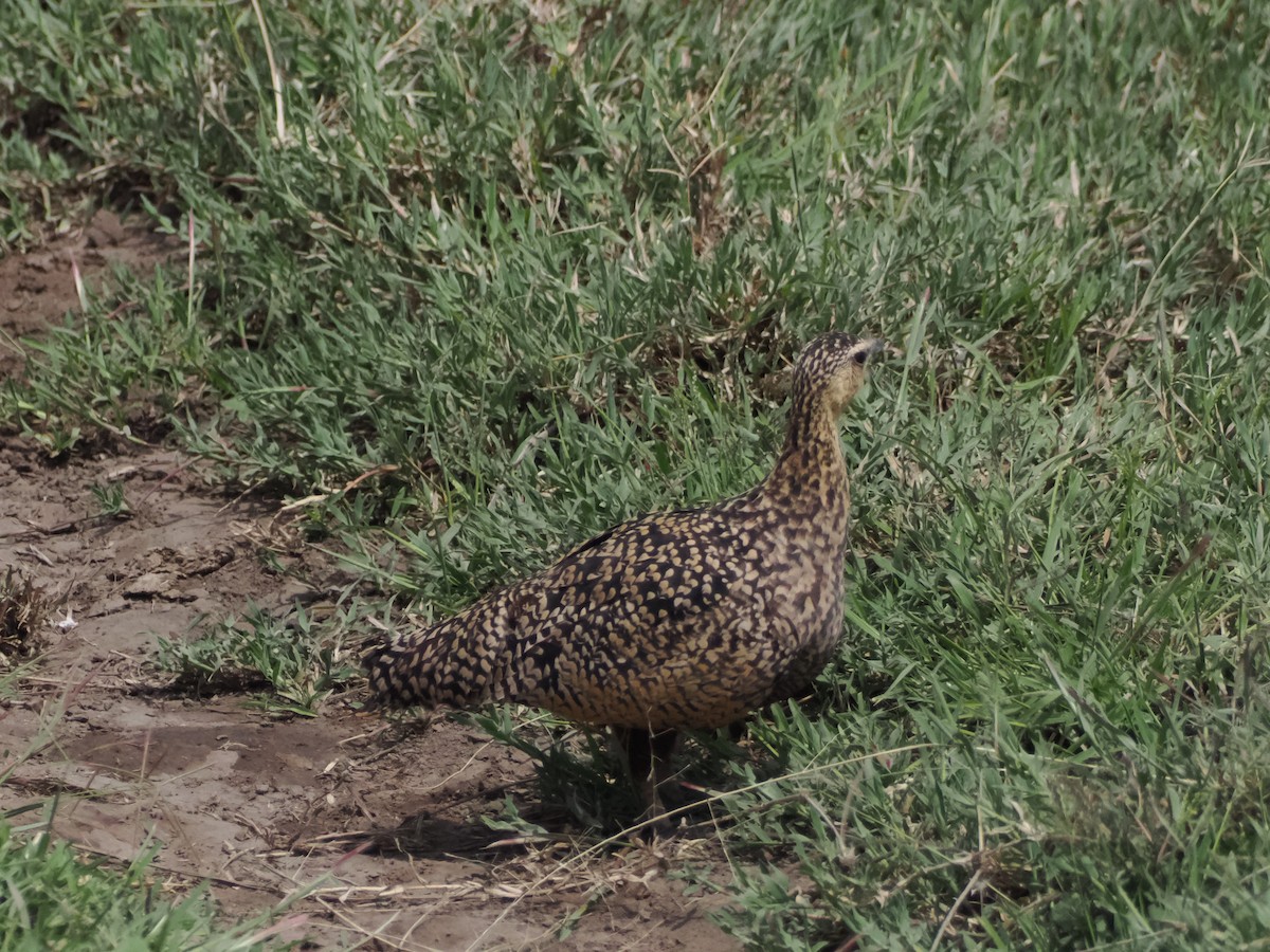Yellow-throated Sandgrouse - ML635457867