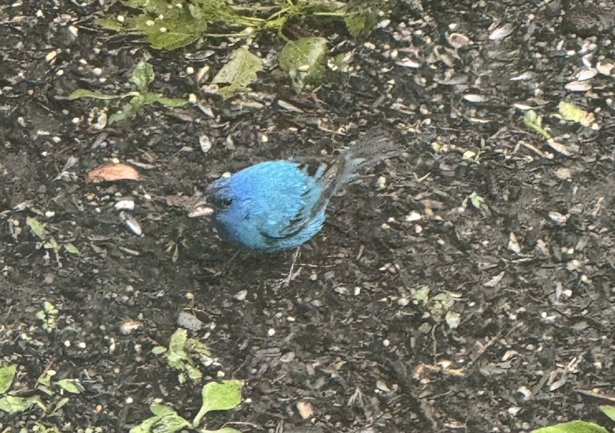 Indigo Bunting - ML635457871