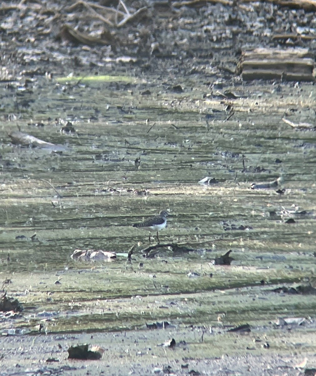 Solitary Sandpiper - ML635457971