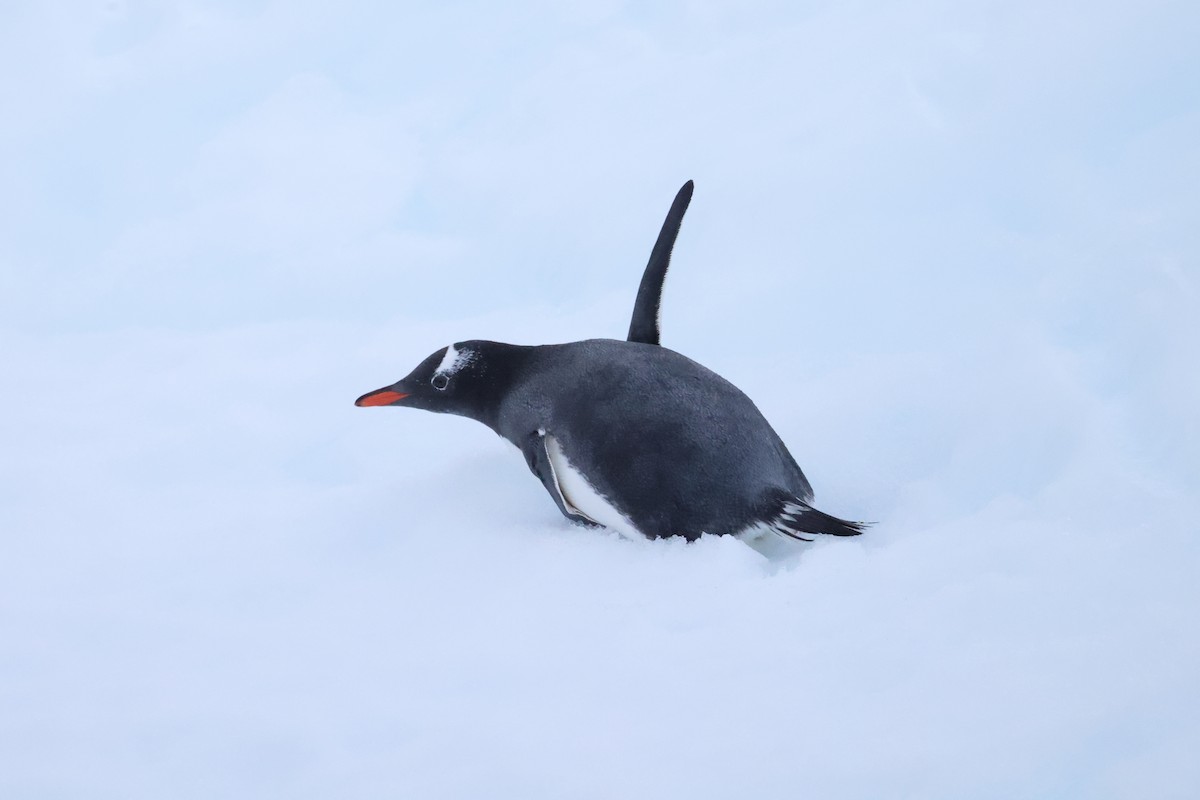 Gentoo Penguin - ML635457976