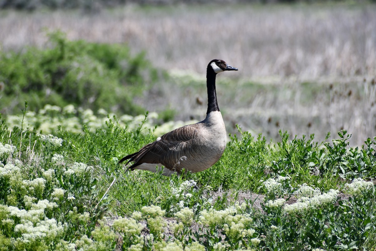Canada Goose - ML635457980