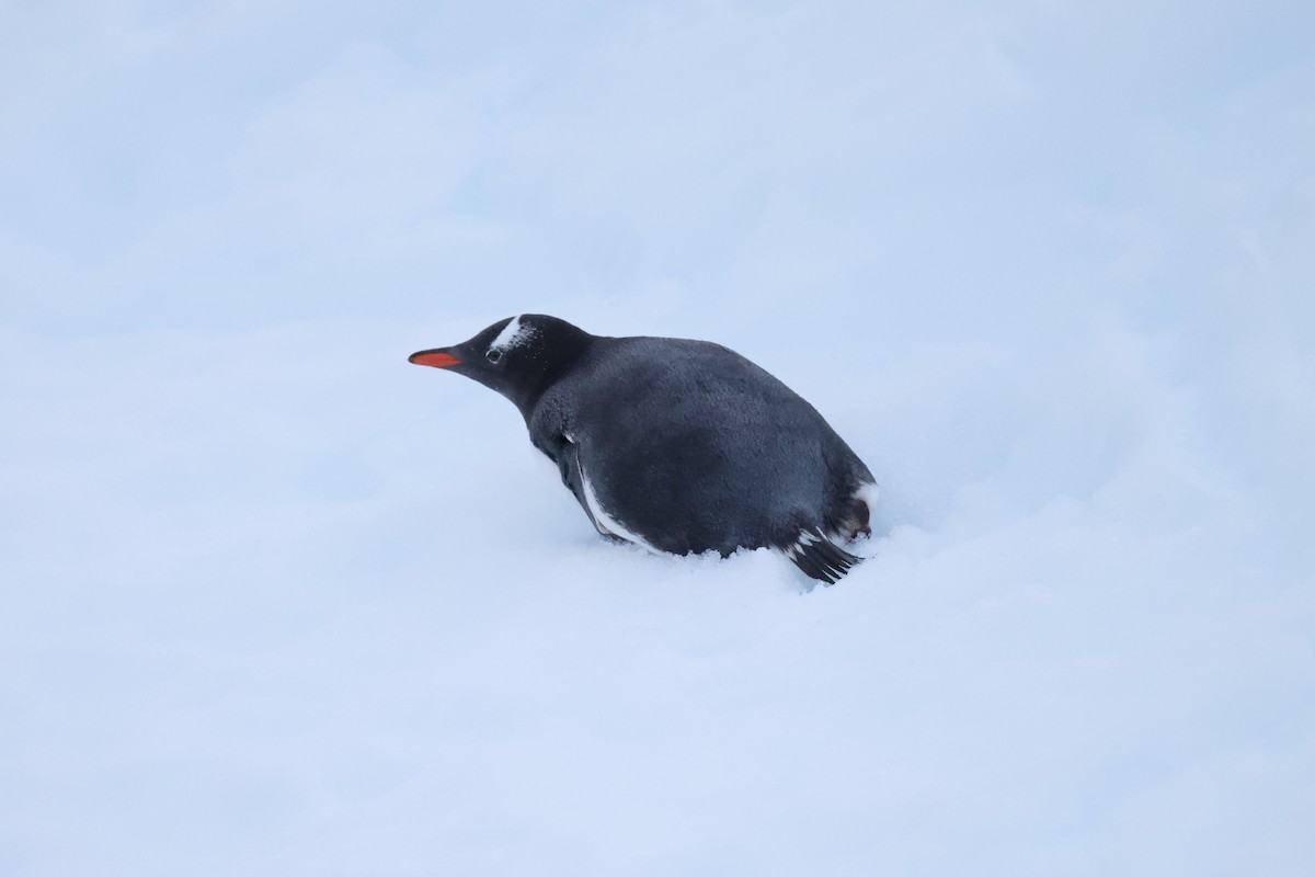 Gentoo Penguin - ML635457989
