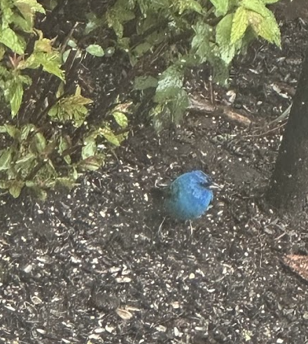 Indigo Bunting - ML635457993