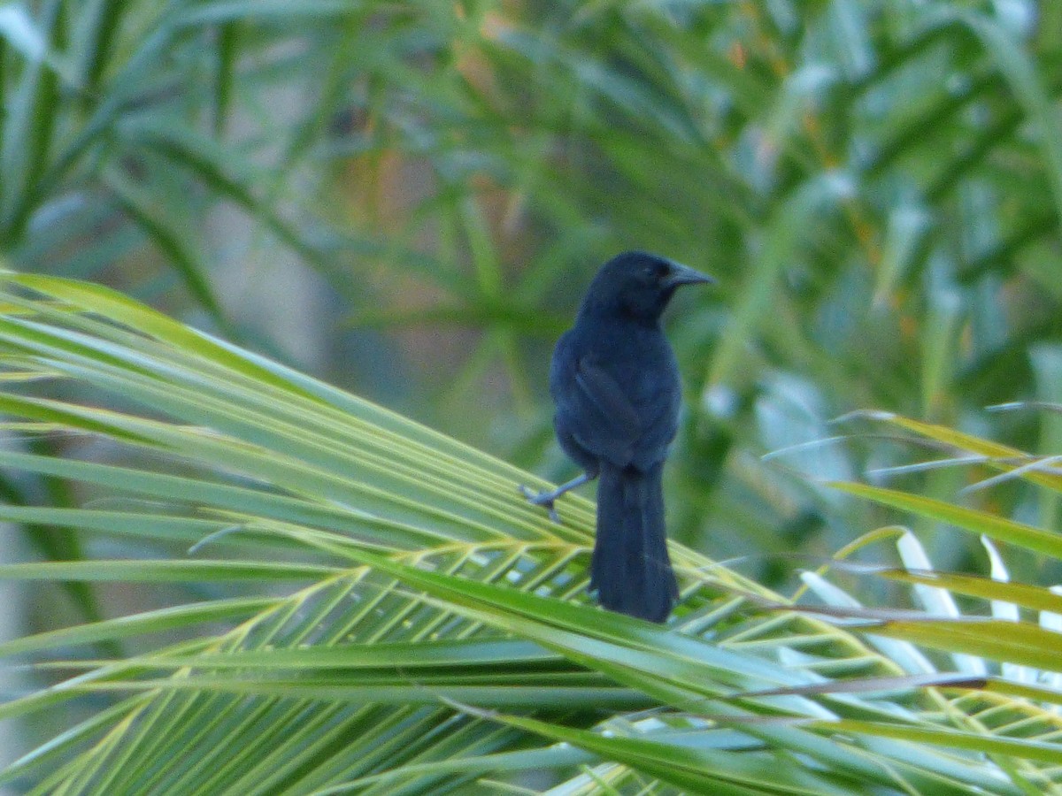 Forbes's Blackbird - ML635458018