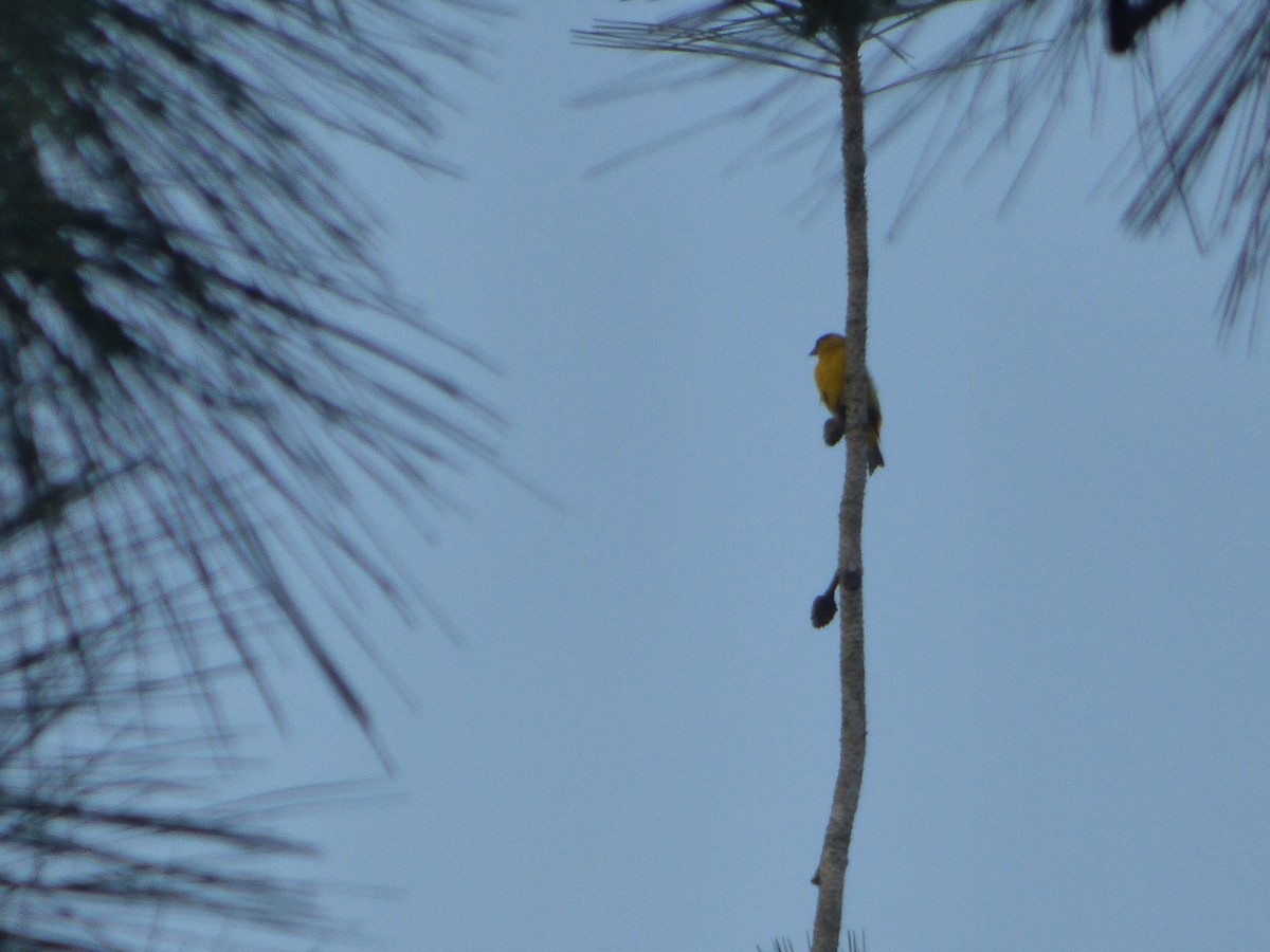 Yellow-faced Siskin - ML635458078