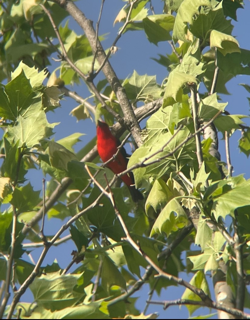 Scarlet Tanager - ML635458089