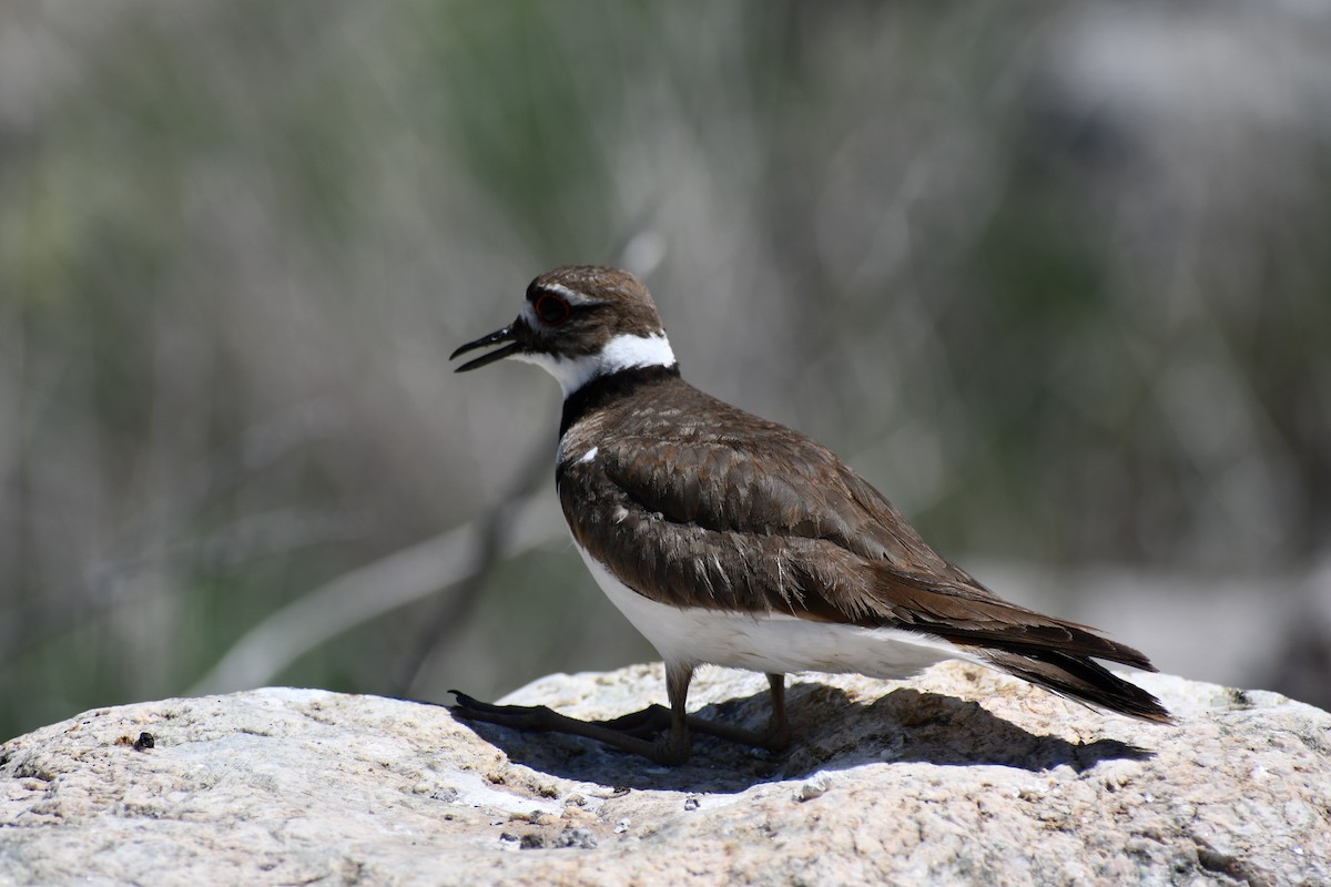 Killdeer - ML635458133