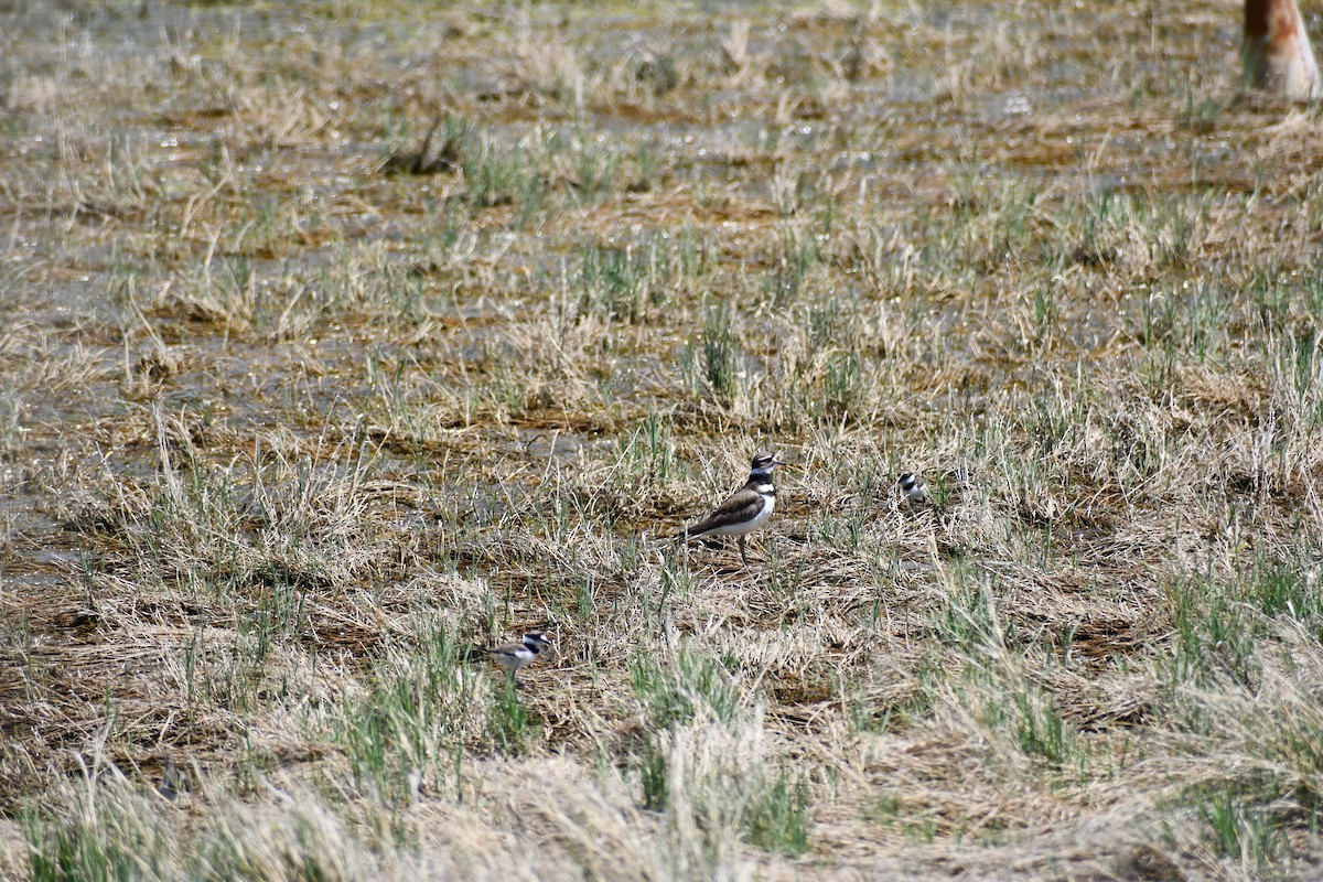 Killdeer - ML635458256