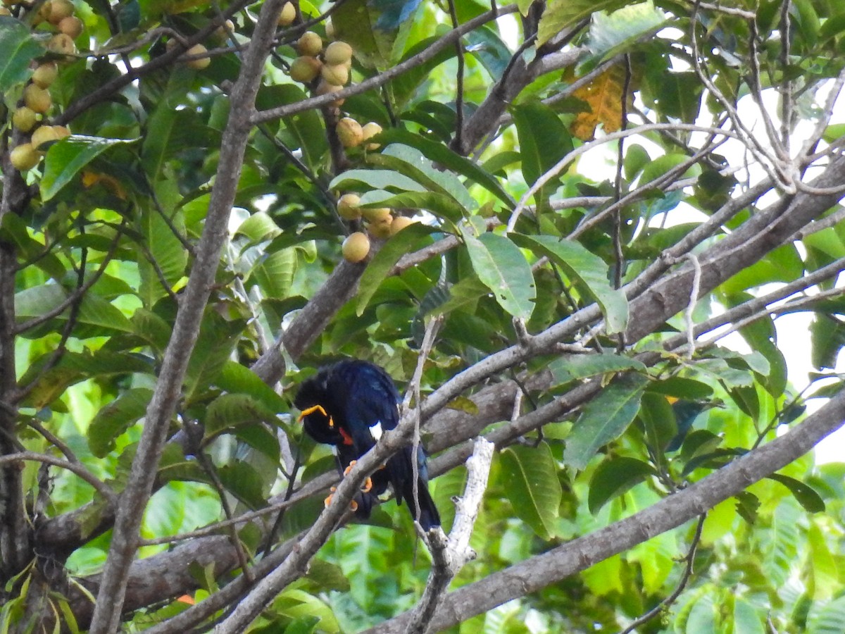 Common Hill Myna (Enggano) - ML63545831