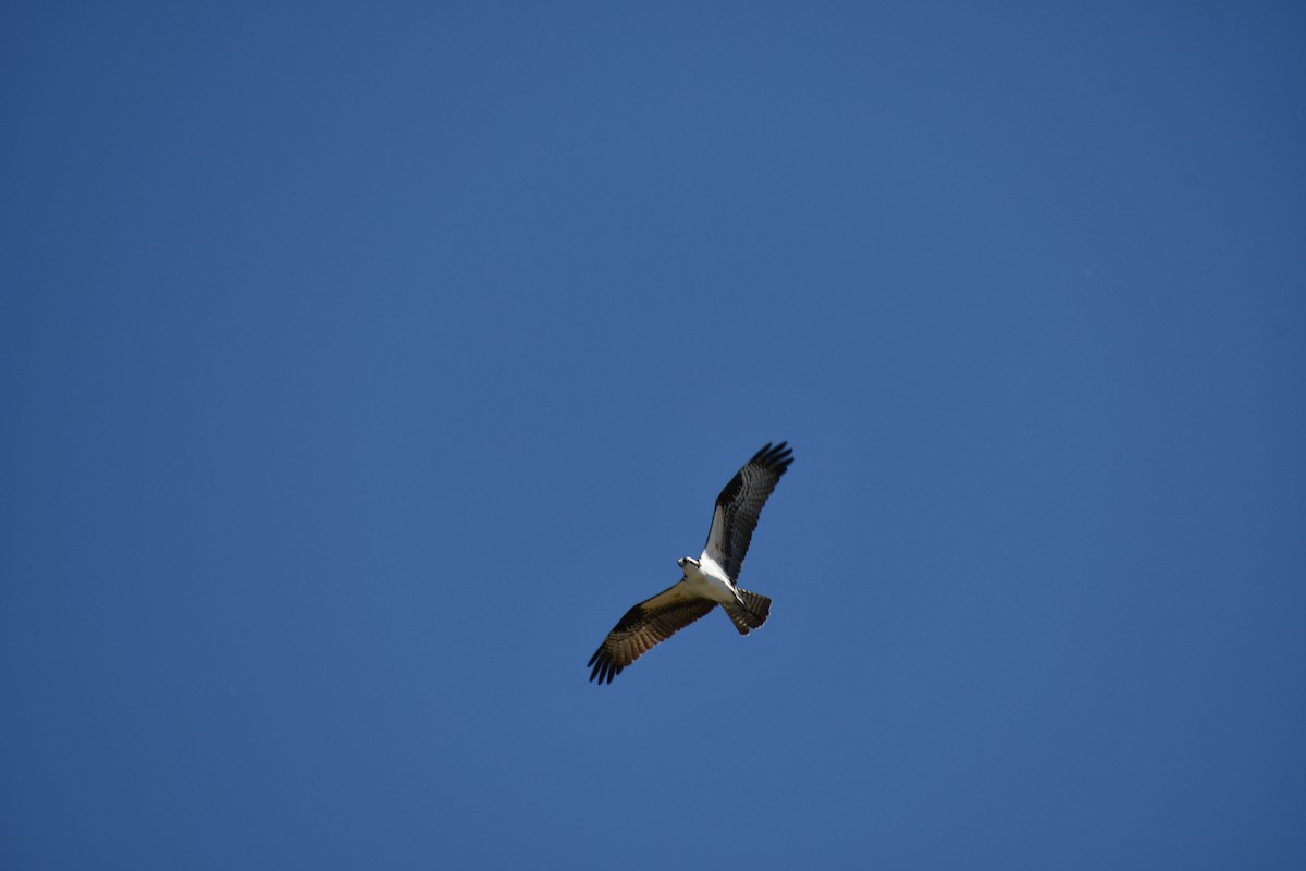 Osprey - ML635458386