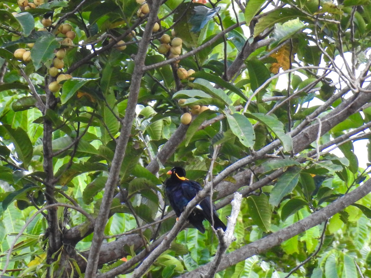 Common Hill Myna (Enggano) - Pam Rasmussen