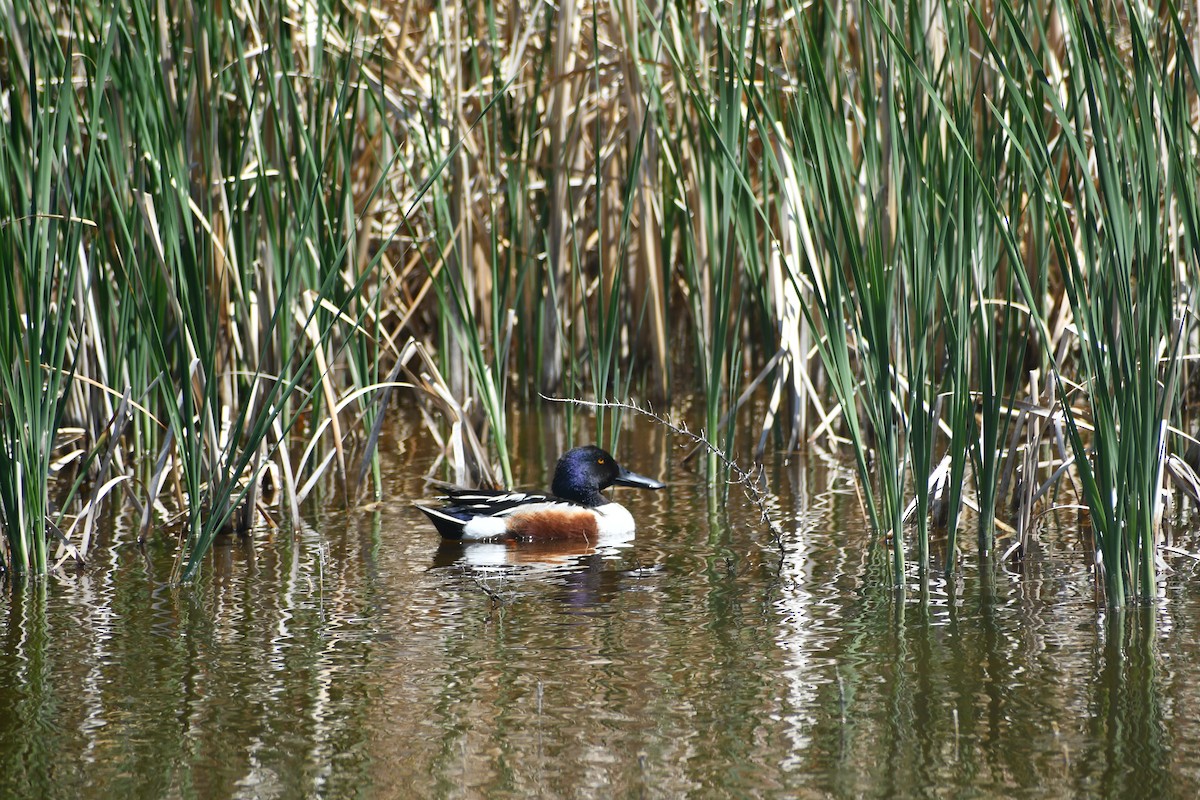 Northern Shoveler - ML635458486