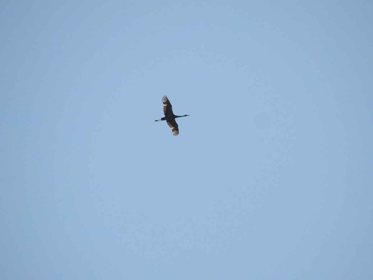 Sandhill Crane - ML635458587