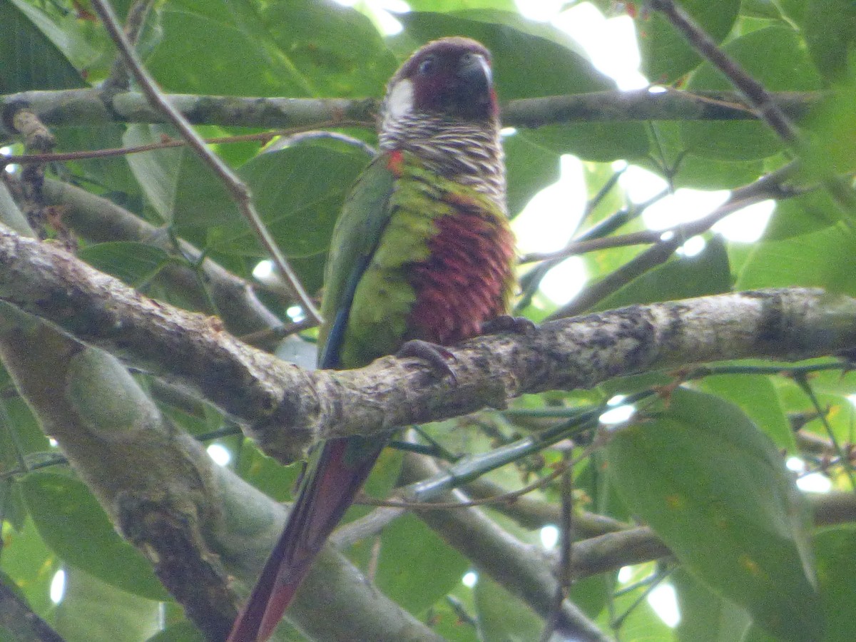 Gray-breasted Parakeet - ML635458647