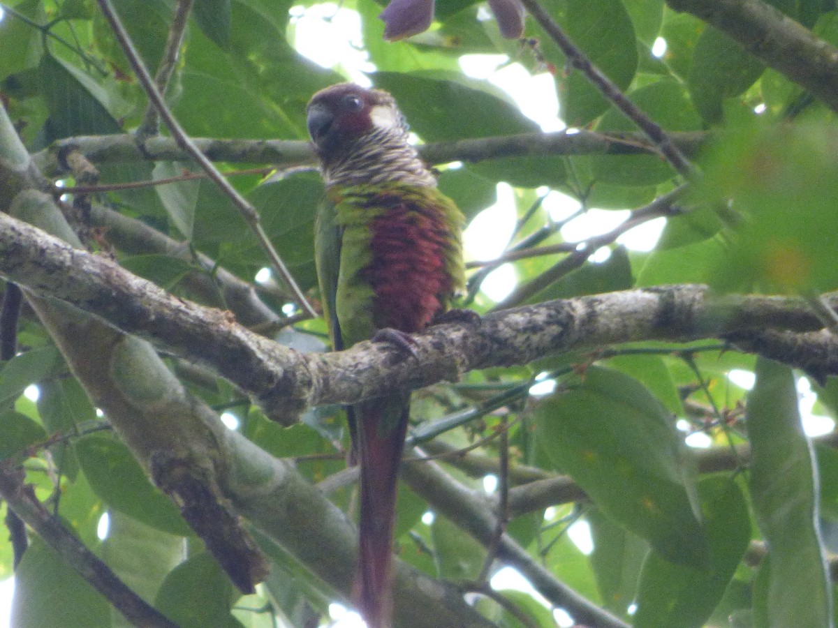 Gray-breasted Parakeet - ML635458648