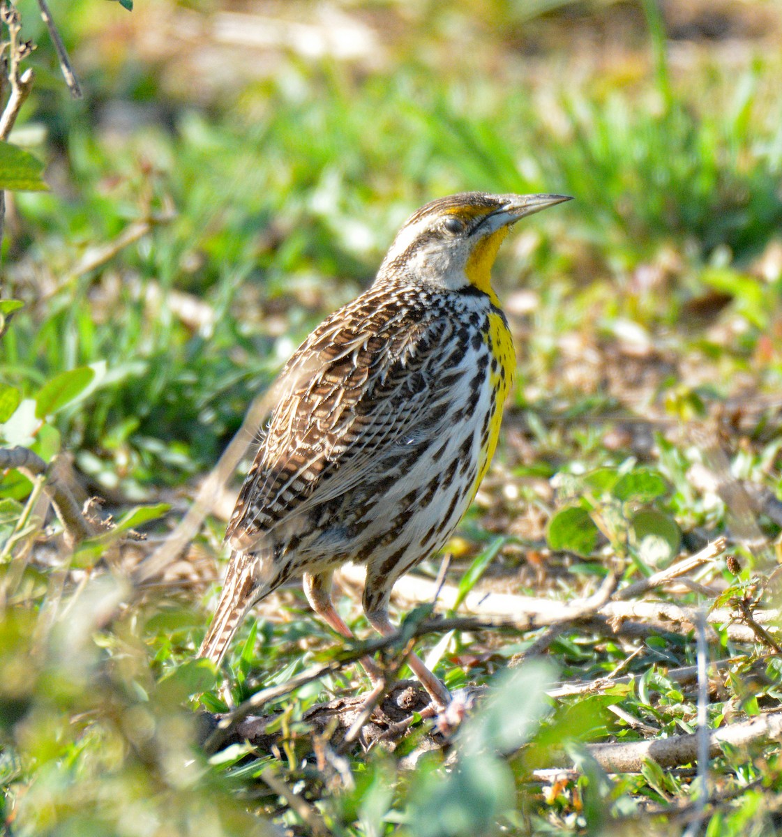 Eastern Meadowlark (Cuban) - ML635458656