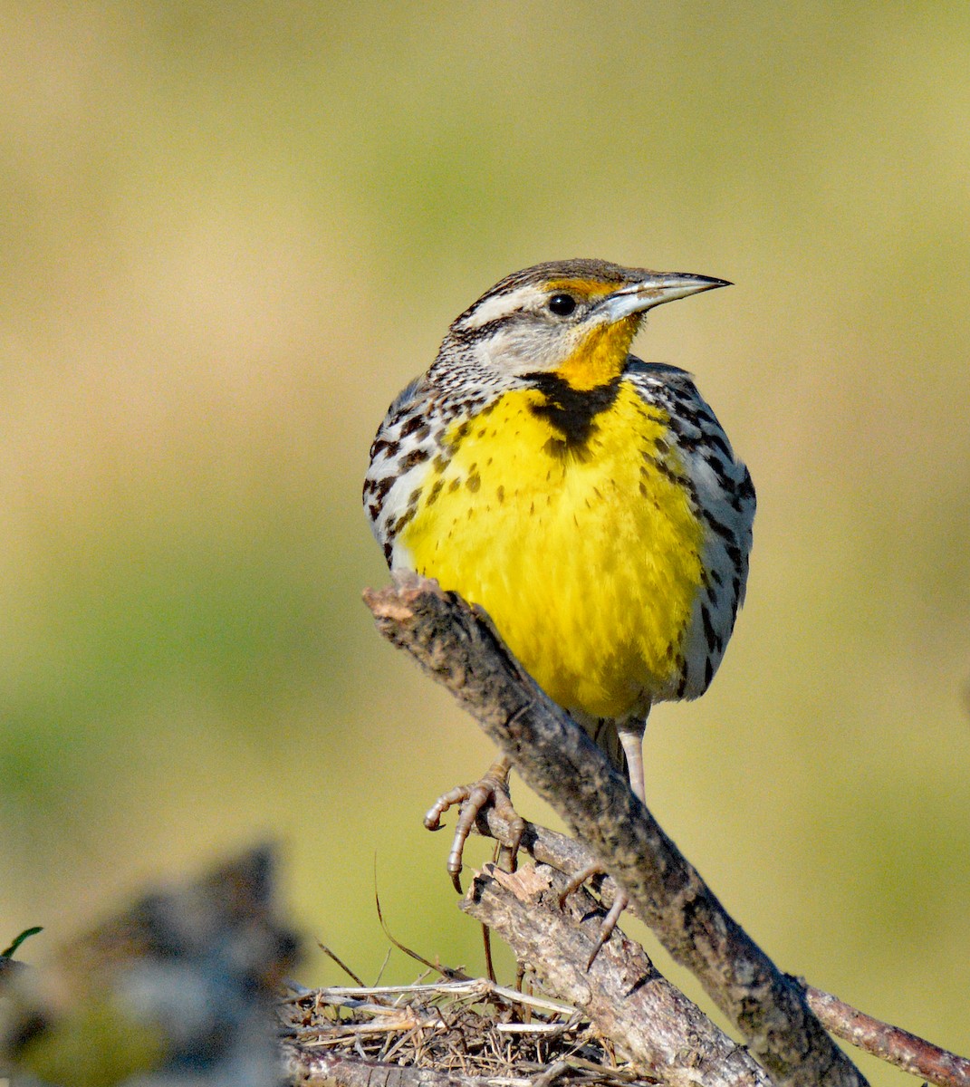 Eastern Meadowlark (Cuban) - ML635458657