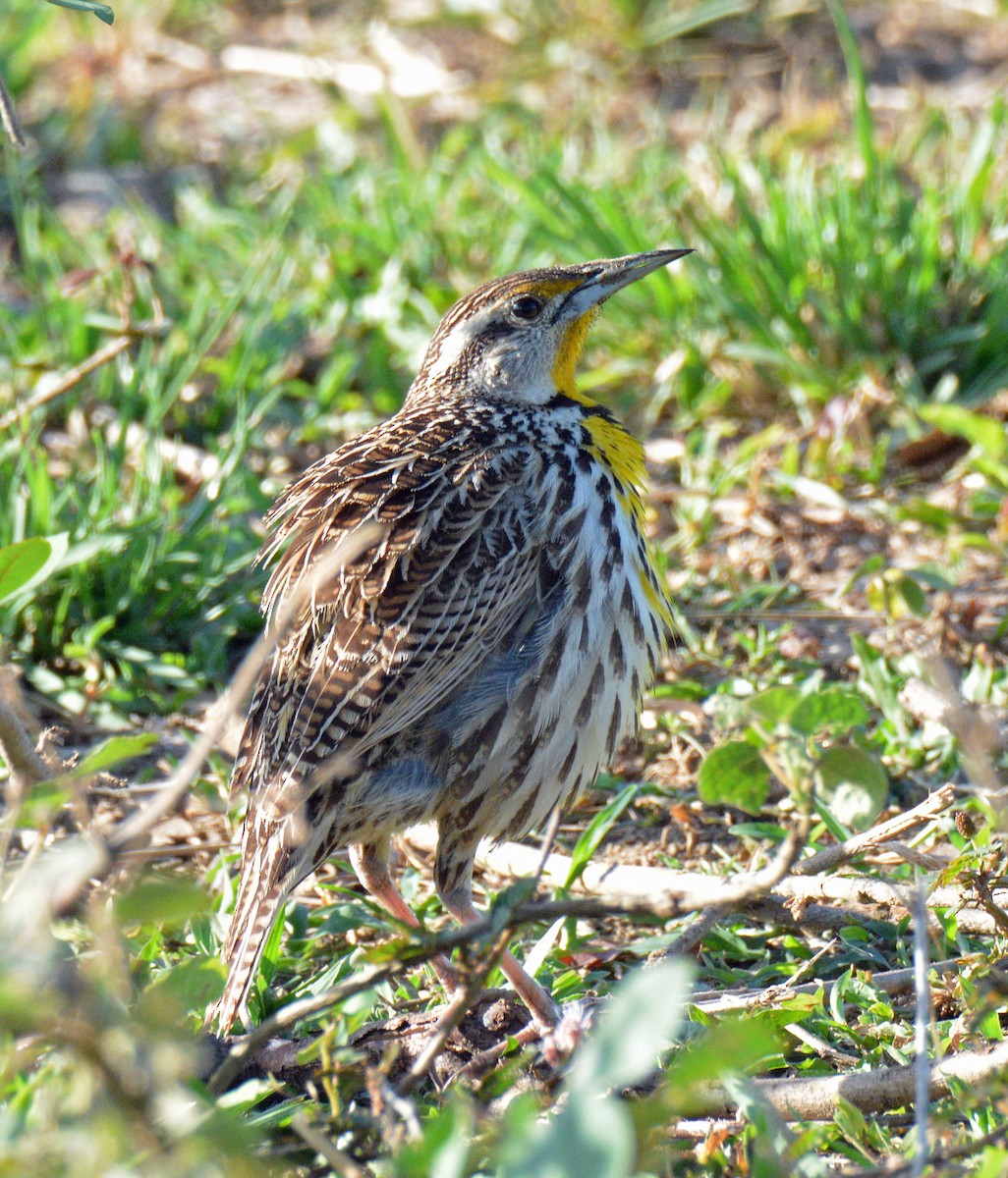 Eastern Meadowlark (Cuban) - ML635458663