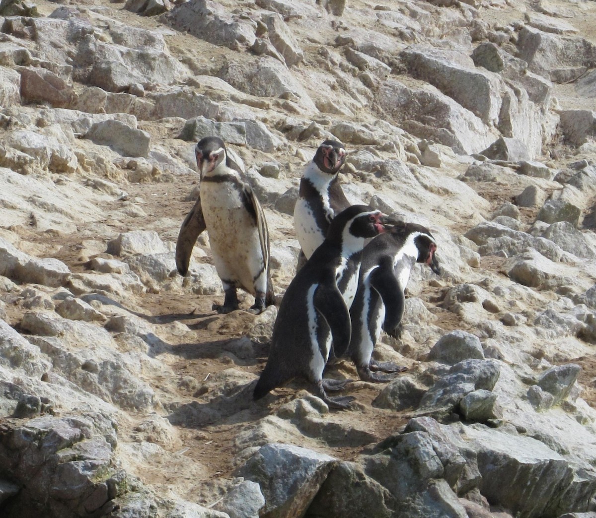 Humboldt Penguin - ML635458813