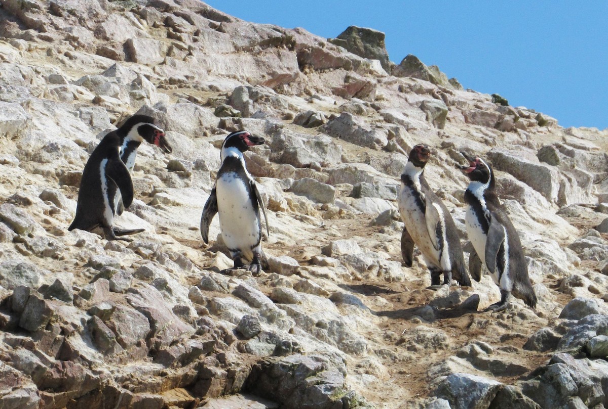 Humboldt Penguin - ML635458814