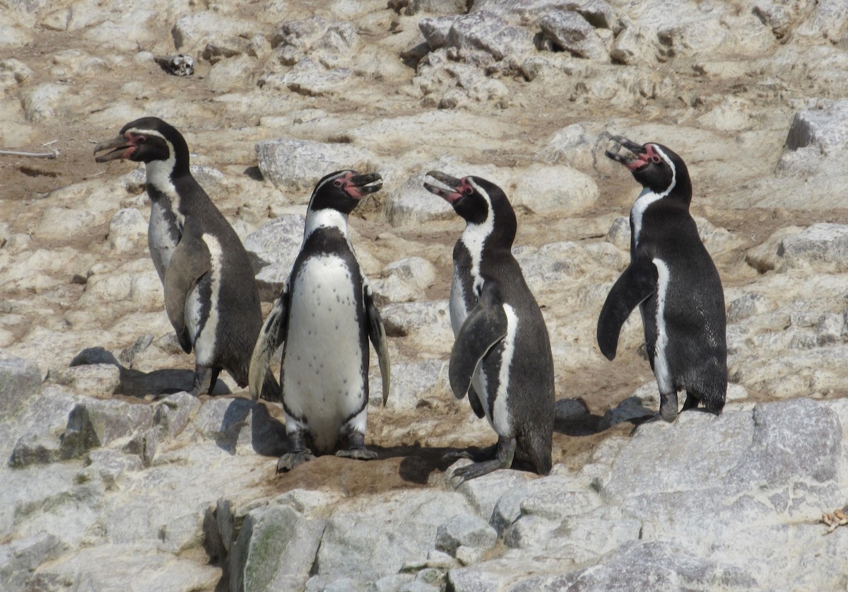 Humboldt Penguin - ML635458815