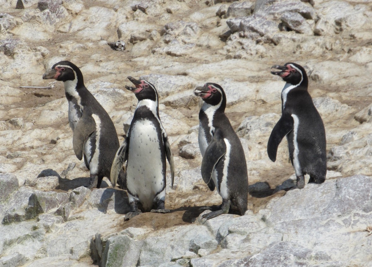 Humboldt Penguin - ML635458816