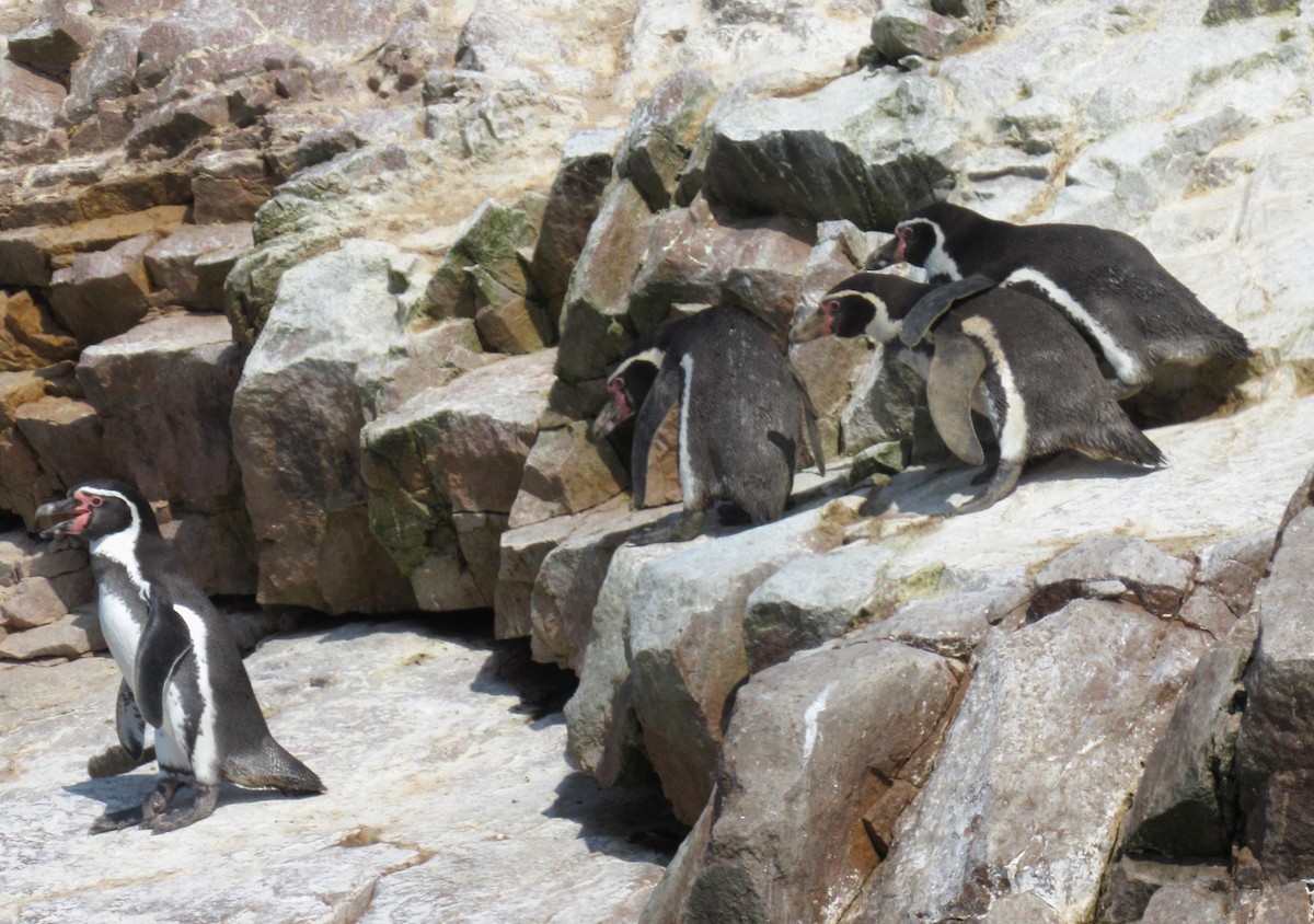 Humboldt Penguin - ML635458817