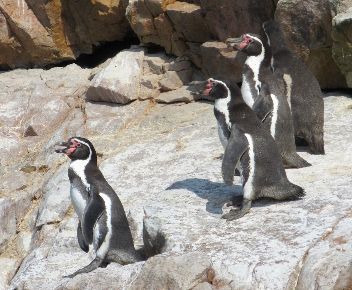 Humboldt Penguin - ML635458818