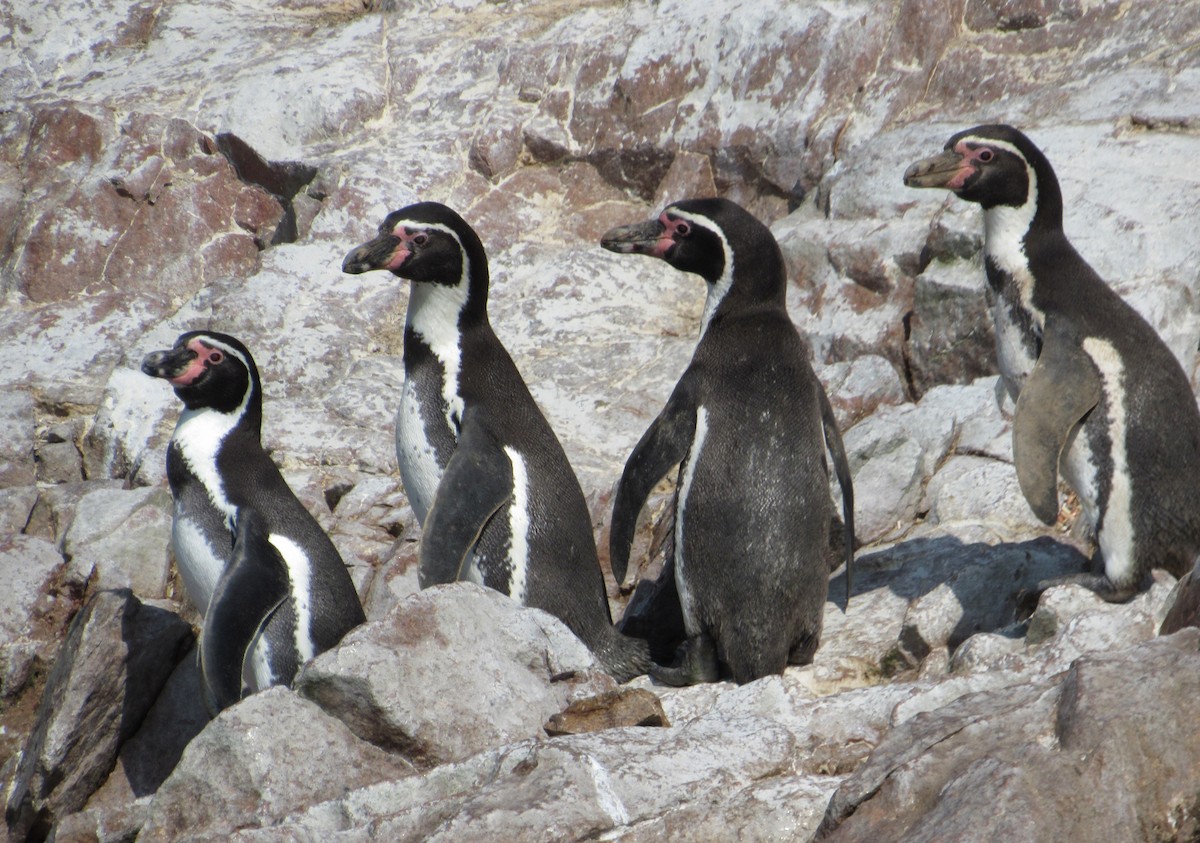 Humboldt Penguin - ML635458820