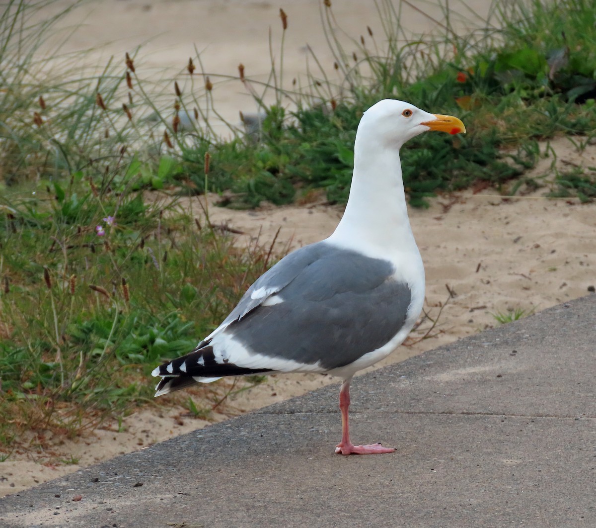 Western Gull - ML635458823